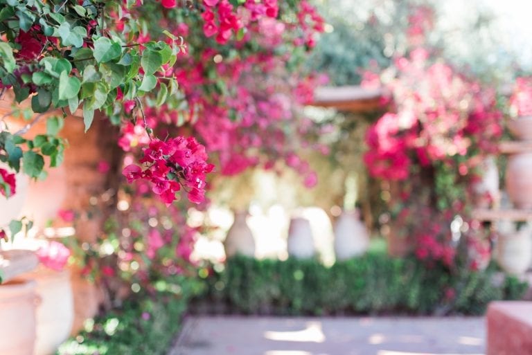 bougainvillier rose marrakech