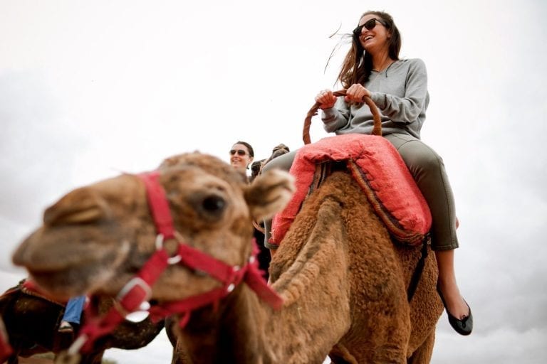 dromadaire marrakech