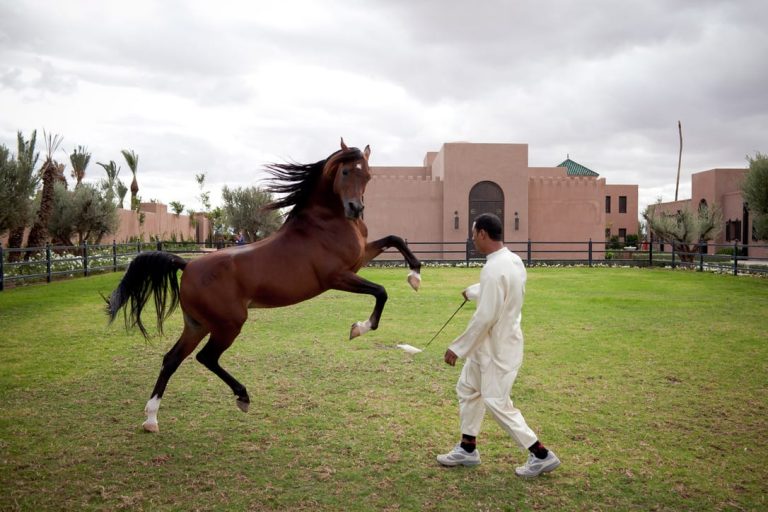 show chevaux marrakech